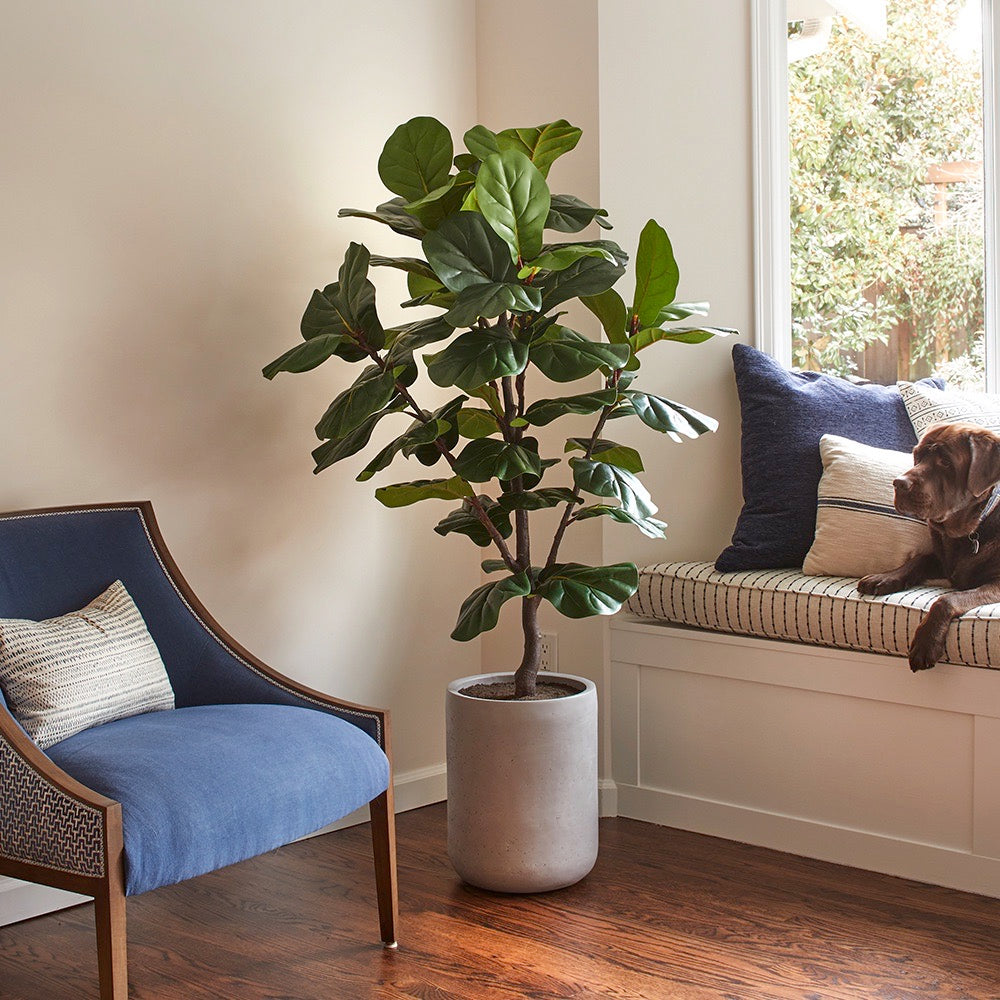 Faux Fiddle Leaf Fig Tree with Artisan Planter