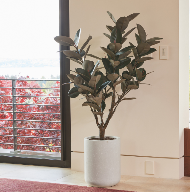 Faux Rubber Ficus Tree in Modern Gray Planter